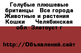 Голубые плюшевые британцы - Все города Животные и растения » Кошки   . Челябинская обл.,Златоуст г.